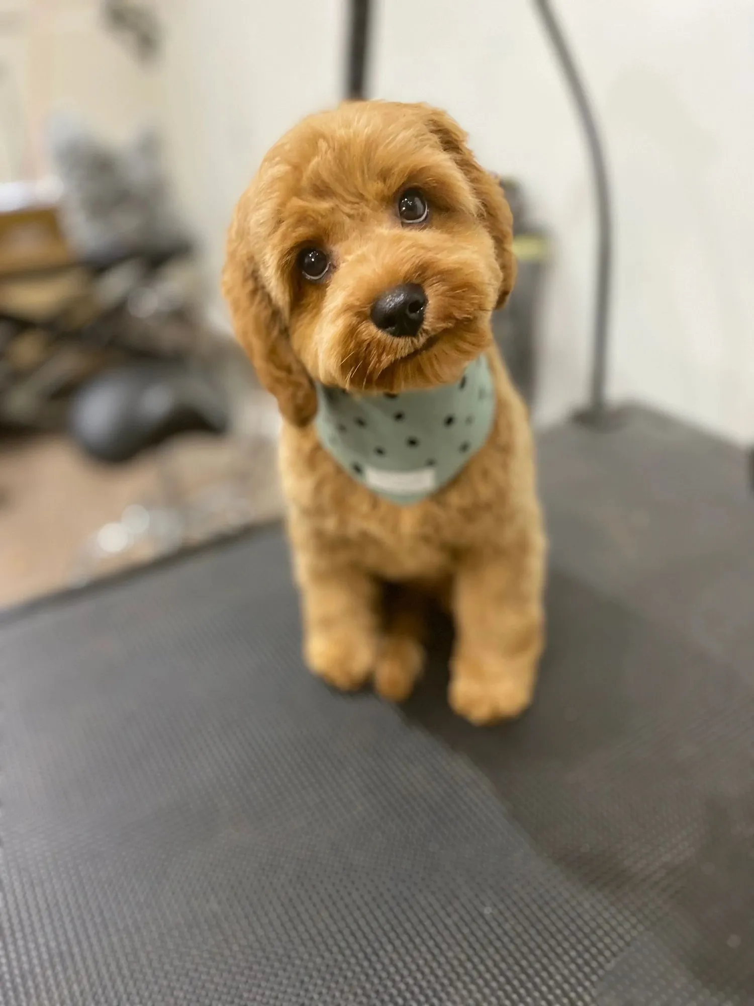 Cavoodle with a teddy bear face trim