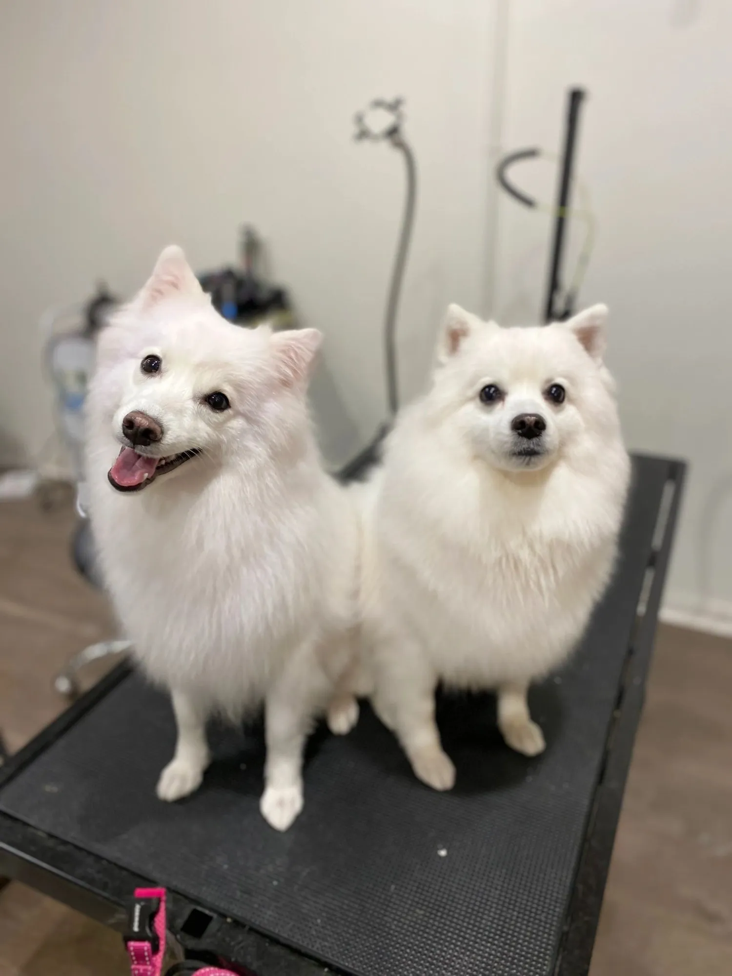 Two white Japanese Spitz dogs after a double coat groom