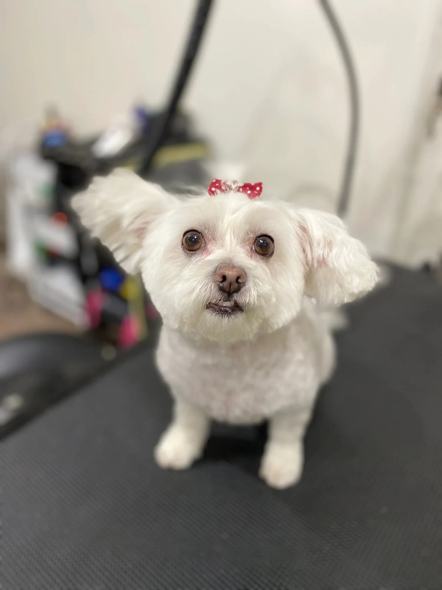 White Maltese with a red bow after grooming